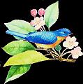 animaux (6)